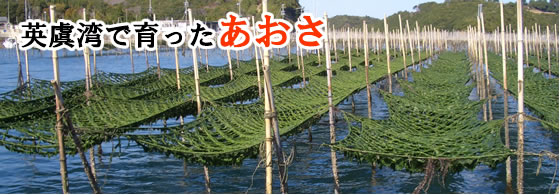 英虞湾で育ったあおさ